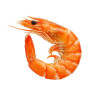 Frozen Shrimps