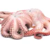 Fresh Frozen Octopus