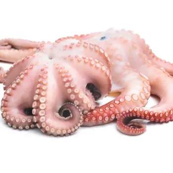 Fresh Frozen Octopus