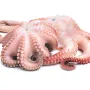 Fresh Frozen Octopus